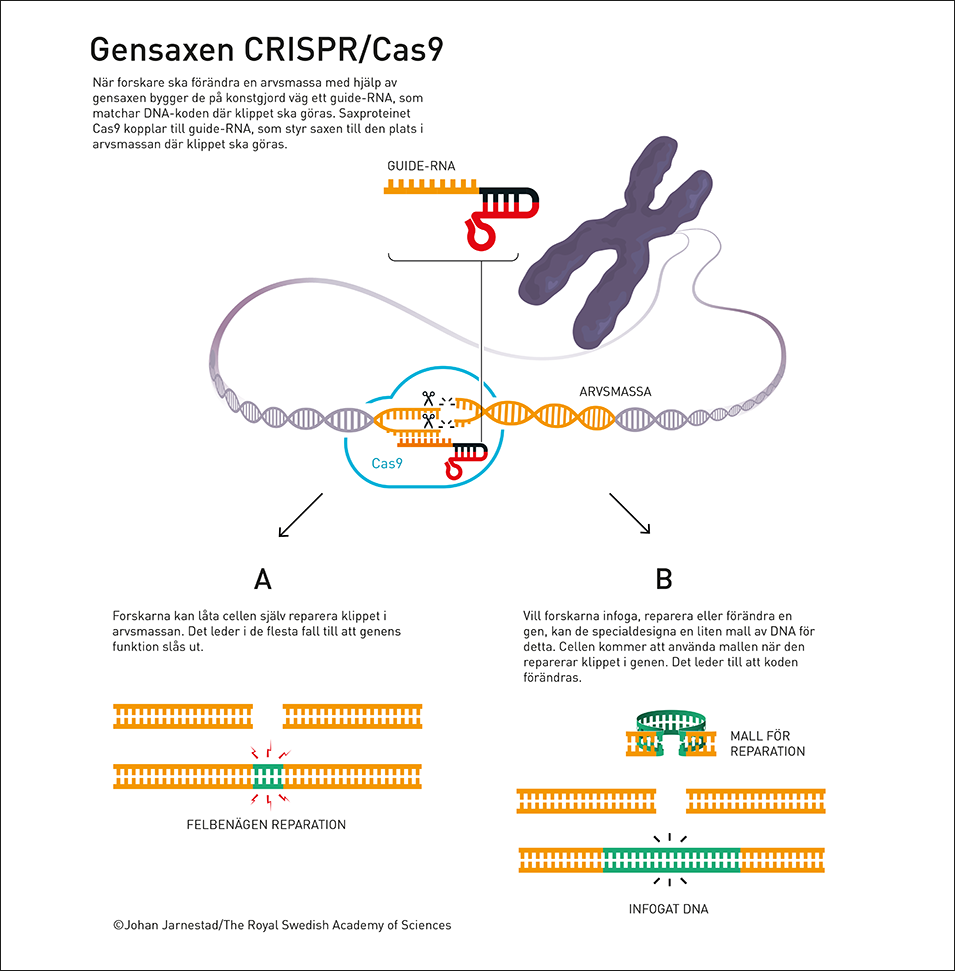 Så fungerar gensaxen CRISPR/Cas9.
