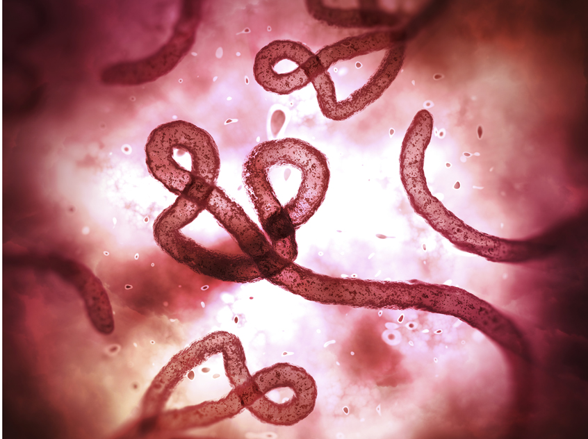 Ebolavirus i mikroskop.