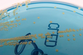 Bacteria_Nathan_Reading